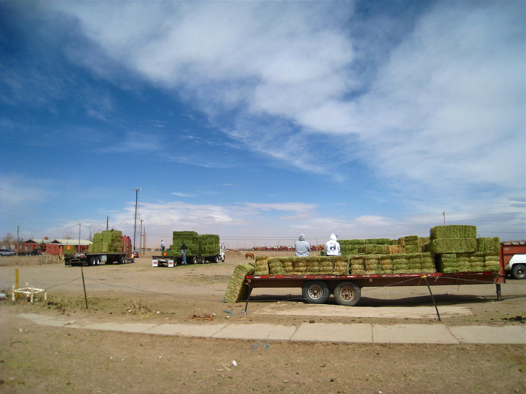 IMG_5962 Baled Alfalfa Hay for Sale in Chinle, Arizona